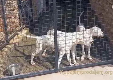 Na prodaju stenci Dogo Argentino, starosti pet meseci - 6/6