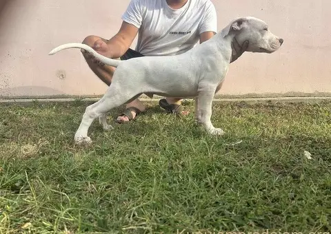 Stenci Dogo Argentino - 2/5