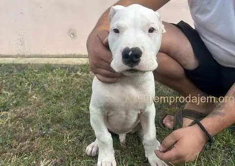 Stenci Dogo Argentino - 3/5