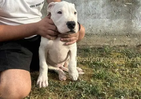 Stenci Dogo Argentino - 4/5