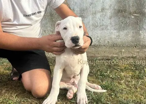 Stenci Dogo Argentino - 5/5
