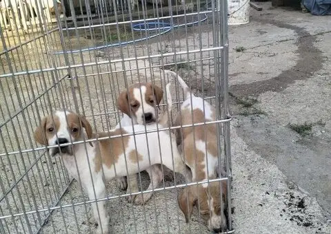 Prodaja Poentera - 1/5