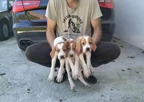 Prodaja Poentera - 5/5