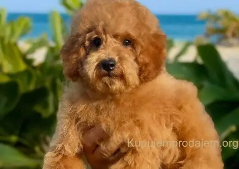 Toy Patuljasta Pudla - 1/7