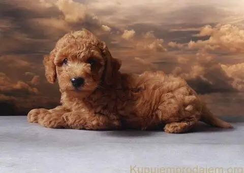 Toy Patuljasta Pudla - 2/7