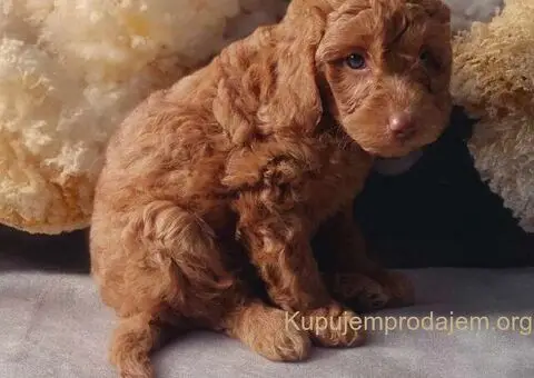 Toy Patuljasta Pudla - 3/7