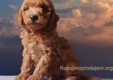 Toy Patuljasta Pudla - 4/7