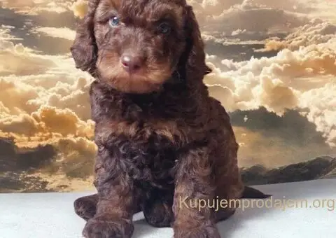 Toy Patuljasta Pudla - 5/7