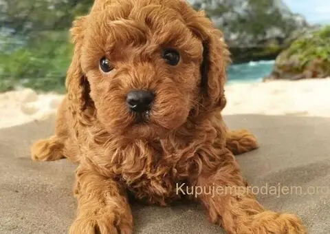 Toy Patuljasta Pudla - 6/7