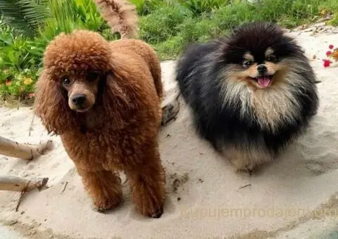 Toy Patuljasta Pudla - 7/7