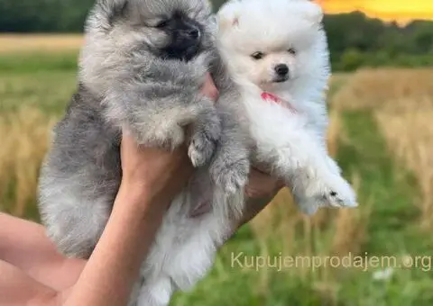 Pomeranac BOO medvedići, Pomeranski Špic štenci - 2/9