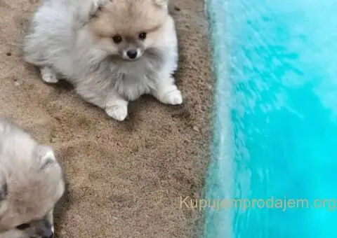 Pomeranac BOO medvedići, Pomeranski Špic štenci - 3/9