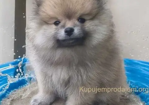 Pomeranac BOO medvedići, Pomeranski Špic štenci - 4/9