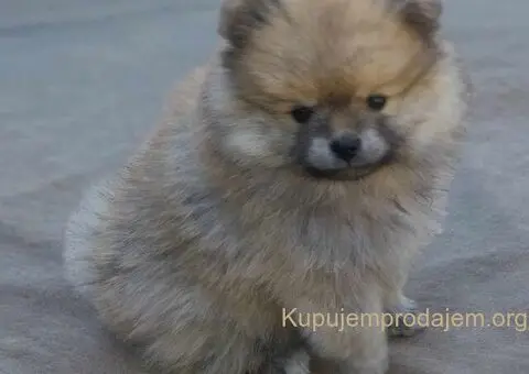 Pomeranac BOO medvedići, Pomeranski Špic štenci - 6/9