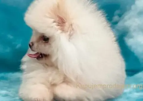 Pomeranac BOO medvedići, Pomeranski Špic štenci - 7/9