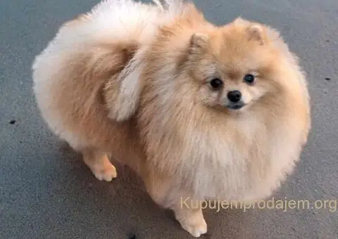 Pomeranac BOO medvedići, Pomeranski Špic štenci - 8/9