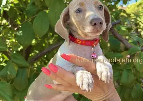 Patuljasti Jazavičar egzotične boje - 1/10