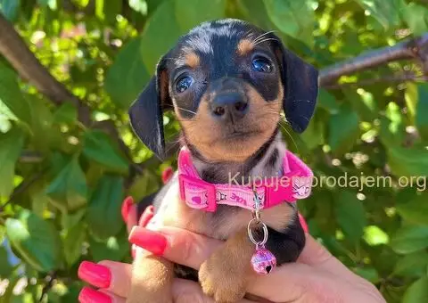 Patuljasti Jazavičar egzotične boje - 2/10