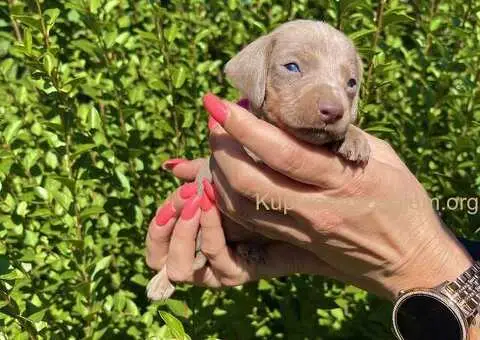 Patuljasti Jazavičar egzotične boje - 3/10