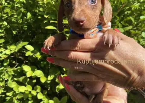 Patuljasti Jazavičar egzotične boje - 4/10