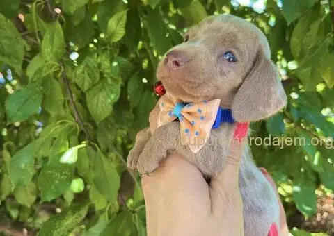 Patuljasti Jazavičar egzotične boje - 5/10