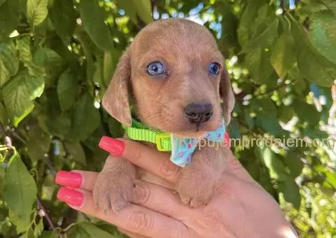 Patuljasti Jazavičar egzotične boje - 6/10