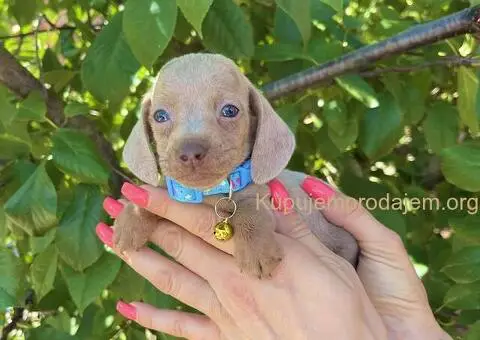 Patuljasti Jazavičar egzotične boje - 7/10