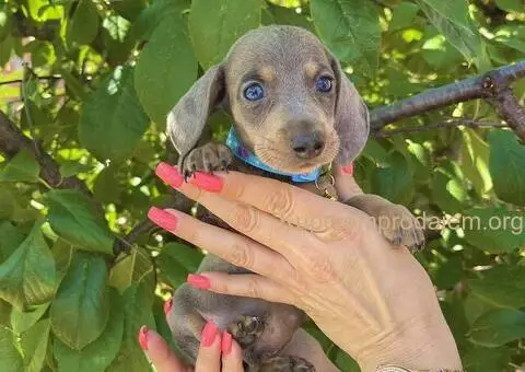 Patuljasti Jazavičar egzotične boje - 8/10