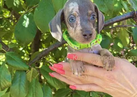 Patuljasti Jazavičar egzotične boje - 9/10