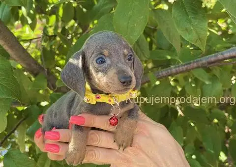 Patuljasti Jazavičar egzotične boje - 10/10