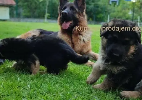 Dugodlaki Nemački Ovčar žensko štene - 1/10