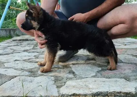 Dugodlaki Nemački Ovčar žensko štene - 2/10