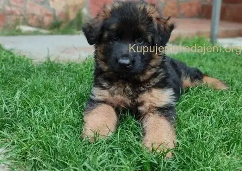 Dugodlaki Nemački Ovčar žensko štene - 3/10