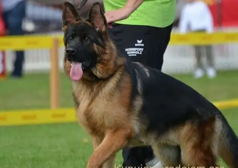 Dugodlaki Nemački Ovčar žensko štene - 4/10