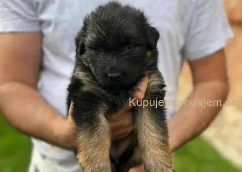 Dugodlaki Nemački Ovčar žensko štene - 5/10