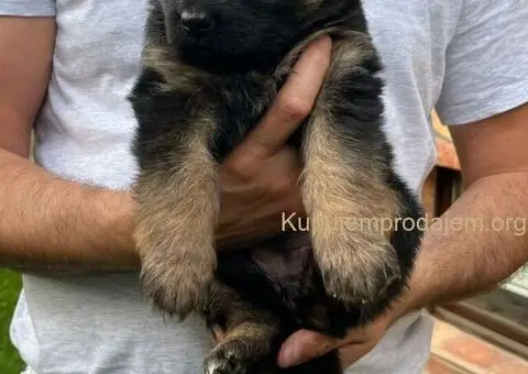 Dugodlaki Nemački Ovčar žensko štene - 6/10