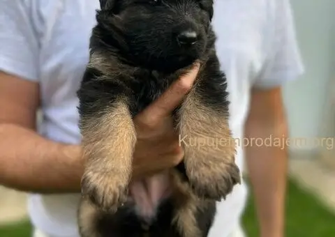 Dugodlaki Nemački Ovčar žensko štene - 8/10