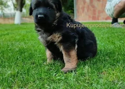Dugodlaki Nemački Ovčar žensko štene - 9/10