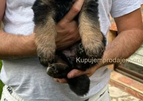 Dugodlaki Nemački Ovčar žensko štene - 10/10