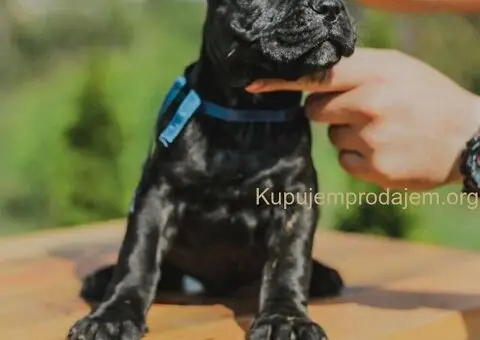 Cane Corso TOP štenci - 6/14