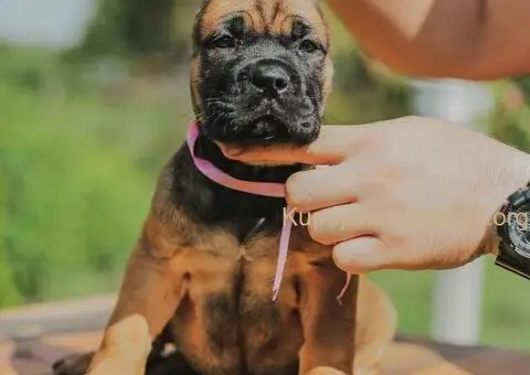 Cane Corso TOP štenci - 12/14