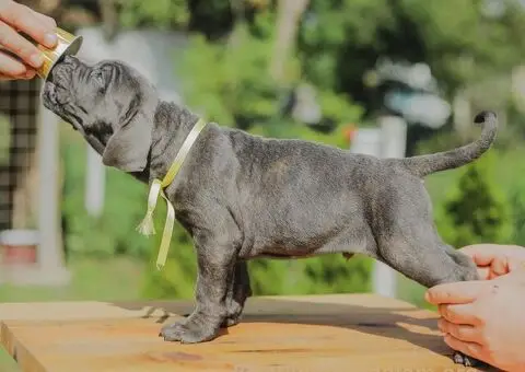 Cane Corso TOP štenci - 13/14