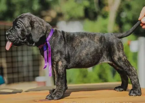 Cane Corso TOP štenci - 14/14