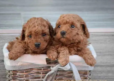 Prodajem musko i zensko stene PUDLE