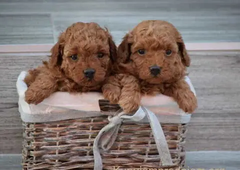 Prodajem musko i zensko stene PUDLE - 2/2