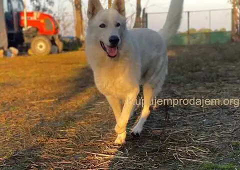 Beli Svajcarski Ovcar - 1/5