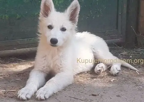 Beli Svajcarski Ovcar - 2/5