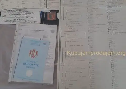 Beli Svajcarski Ovcar - 3/5