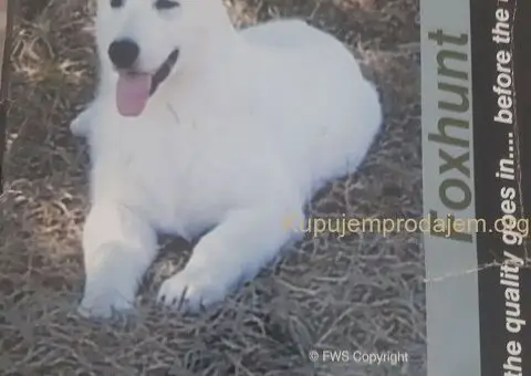 Beli Svajcarski Ovcar - 4/5