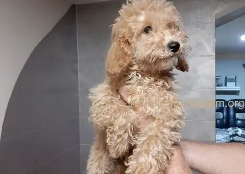 Patuljasta Pudla muško štene POVOLJNO